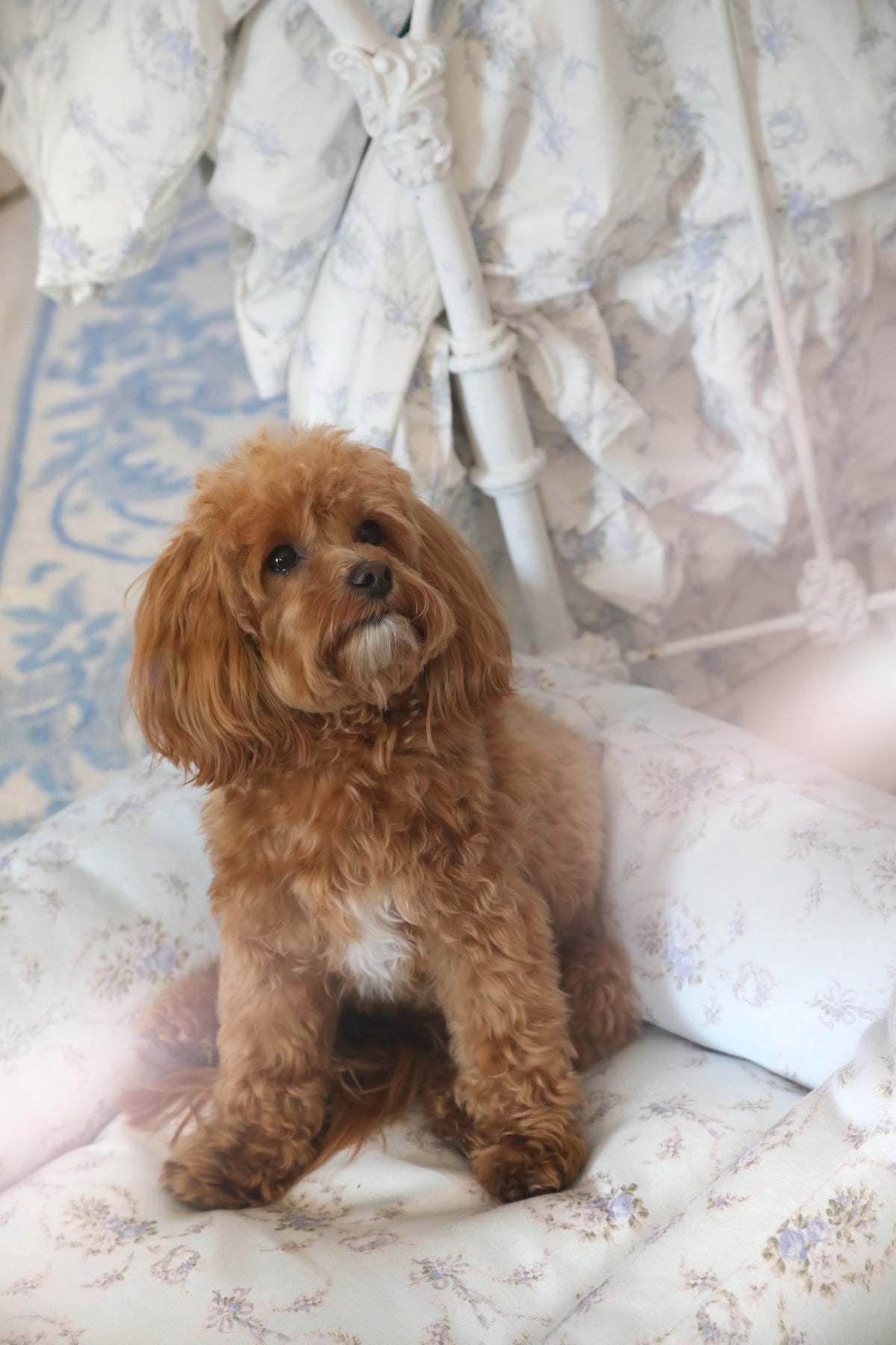 Printed dog bed with light blue floral cover and sitting small dog on cushion